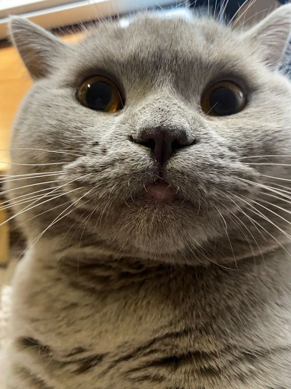 蓝猫嘴巴下面秃了一块红红的 今天突然这样的!