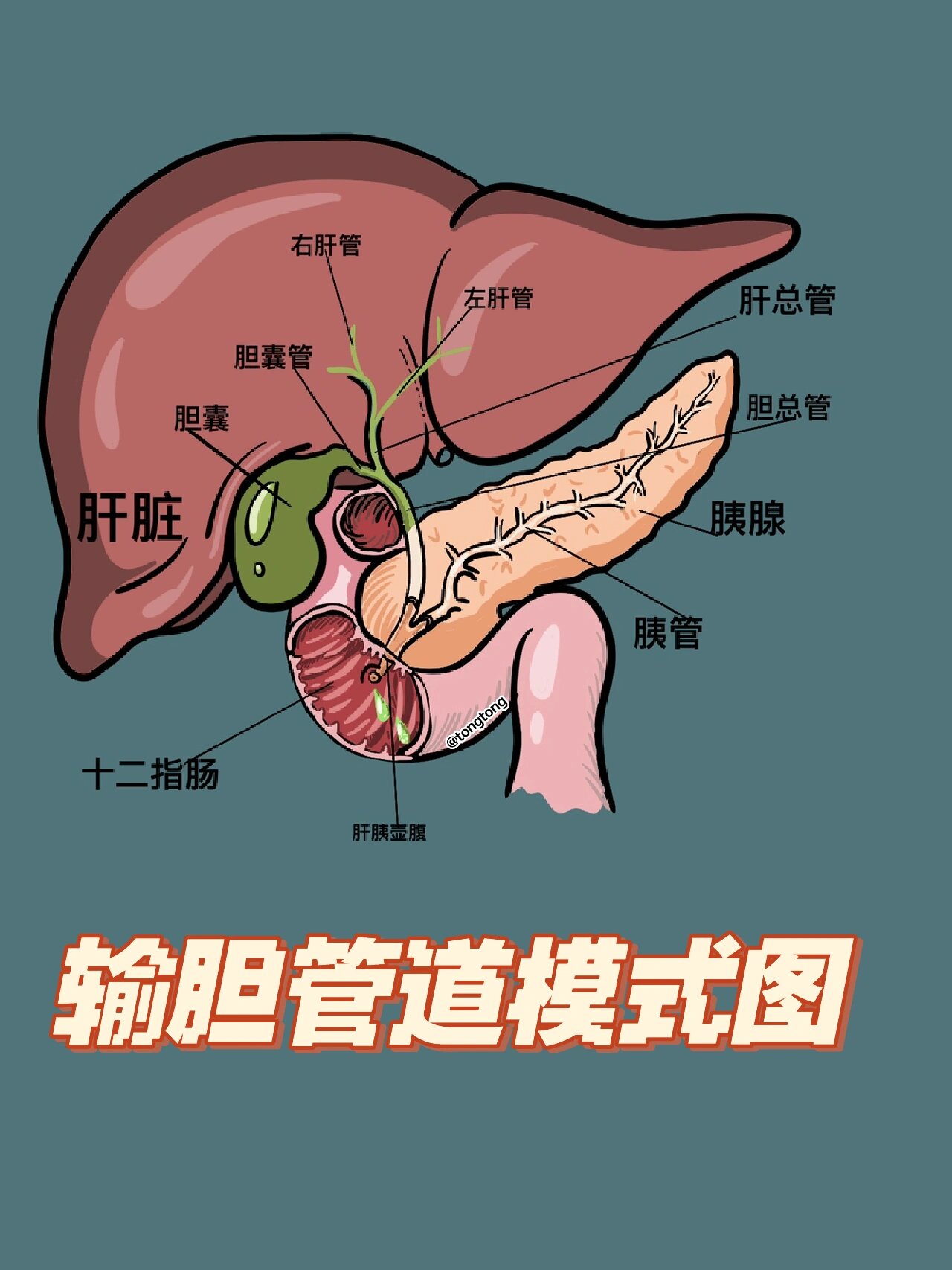 医学插画输胆管道模式图 .