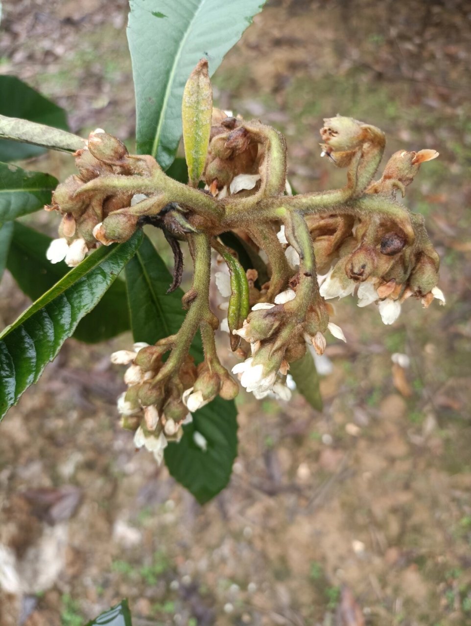枇杷树 枇杷开花了,在秋季萌发有花苞,到了冬季它的花绽放了,一小朵朵