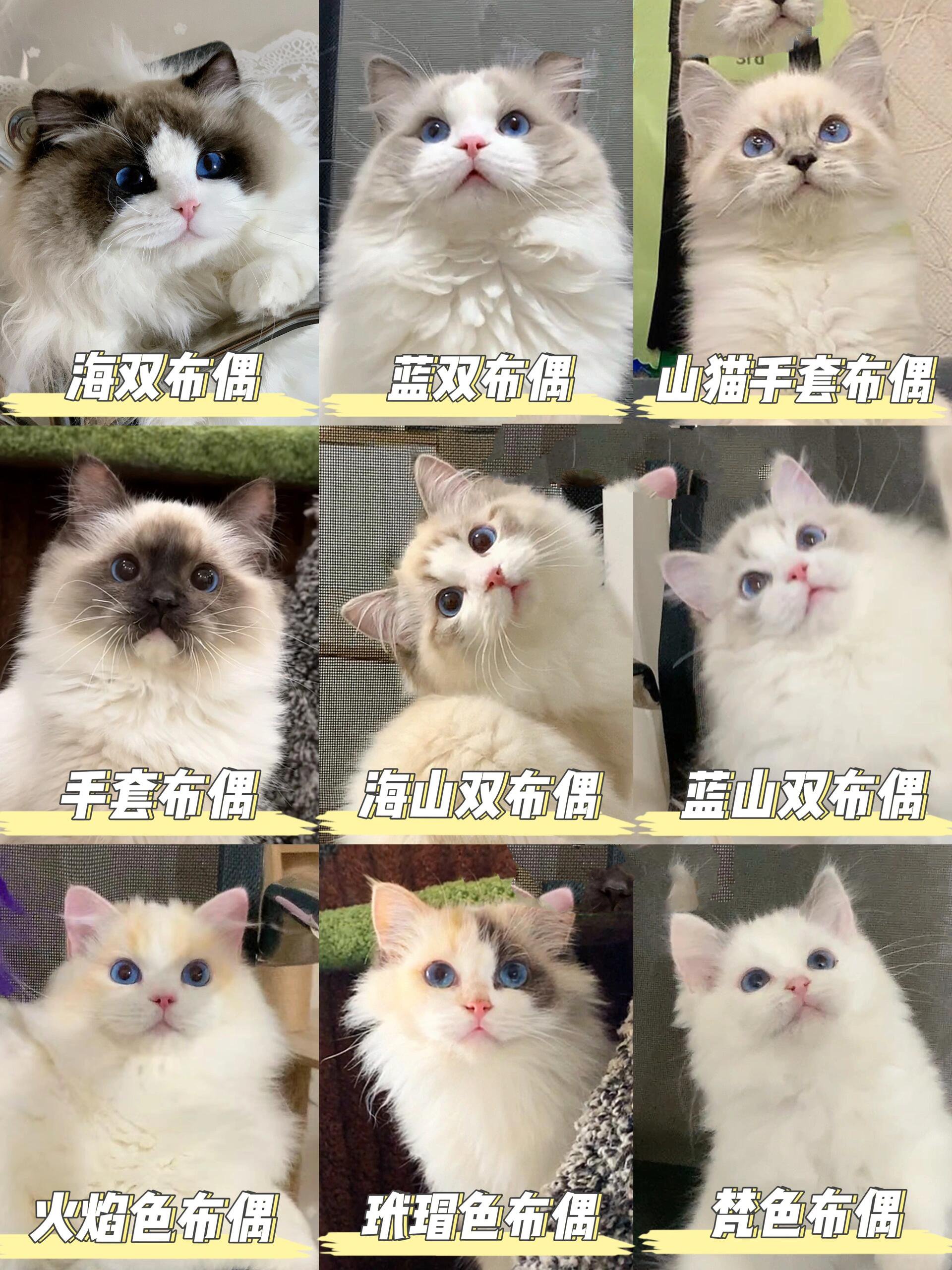 布偶猫花色一览图93~花色科普98