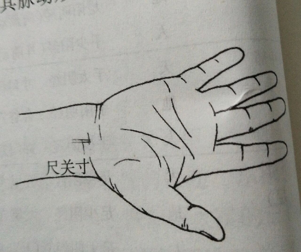 自学中医 寸口诊脉法 寸口诊法: 寸口脉分为,寸,关,尺三部,通常以腕后