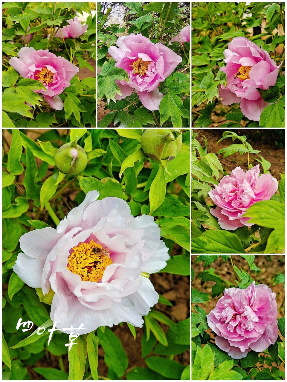 绘画素材:牡丹花(寓意:荣华富贵) 牡丹花国色天香,倾国倾城 三月桃花