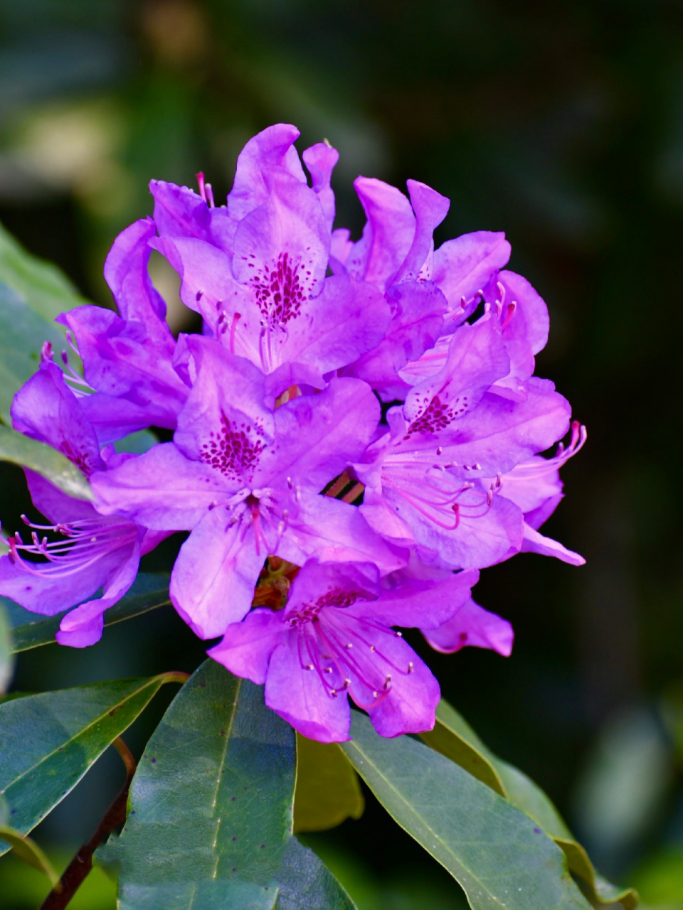 高山杜鹃～美丽的紫色 杜鹃的品种和色彩真是太丰富啦.