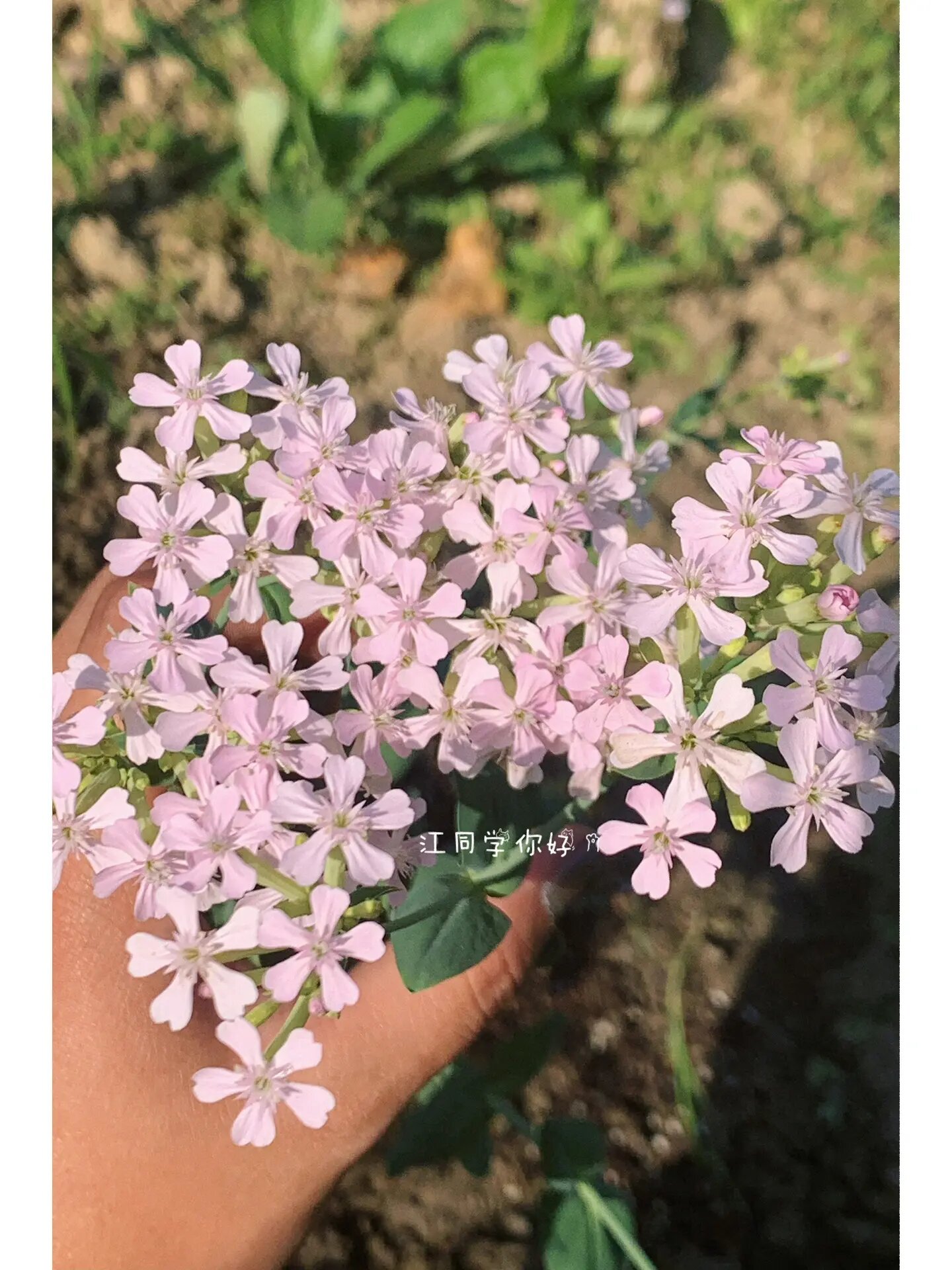 高雪轮花束图片