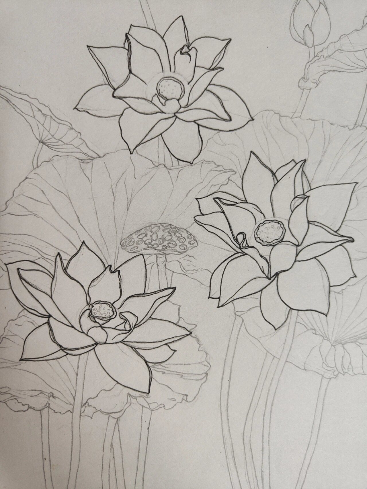 控笔|day 48 荷花 黑白线描 过程(写生)