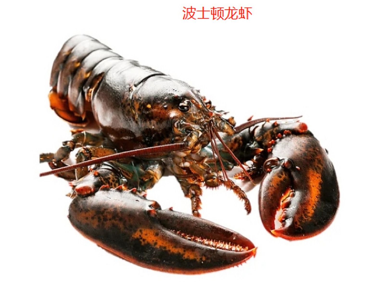 波龙vs澳龙 波士顿龙虾(学名是美洲螯龙虾) *有一对大钳,外壳光滑,呈