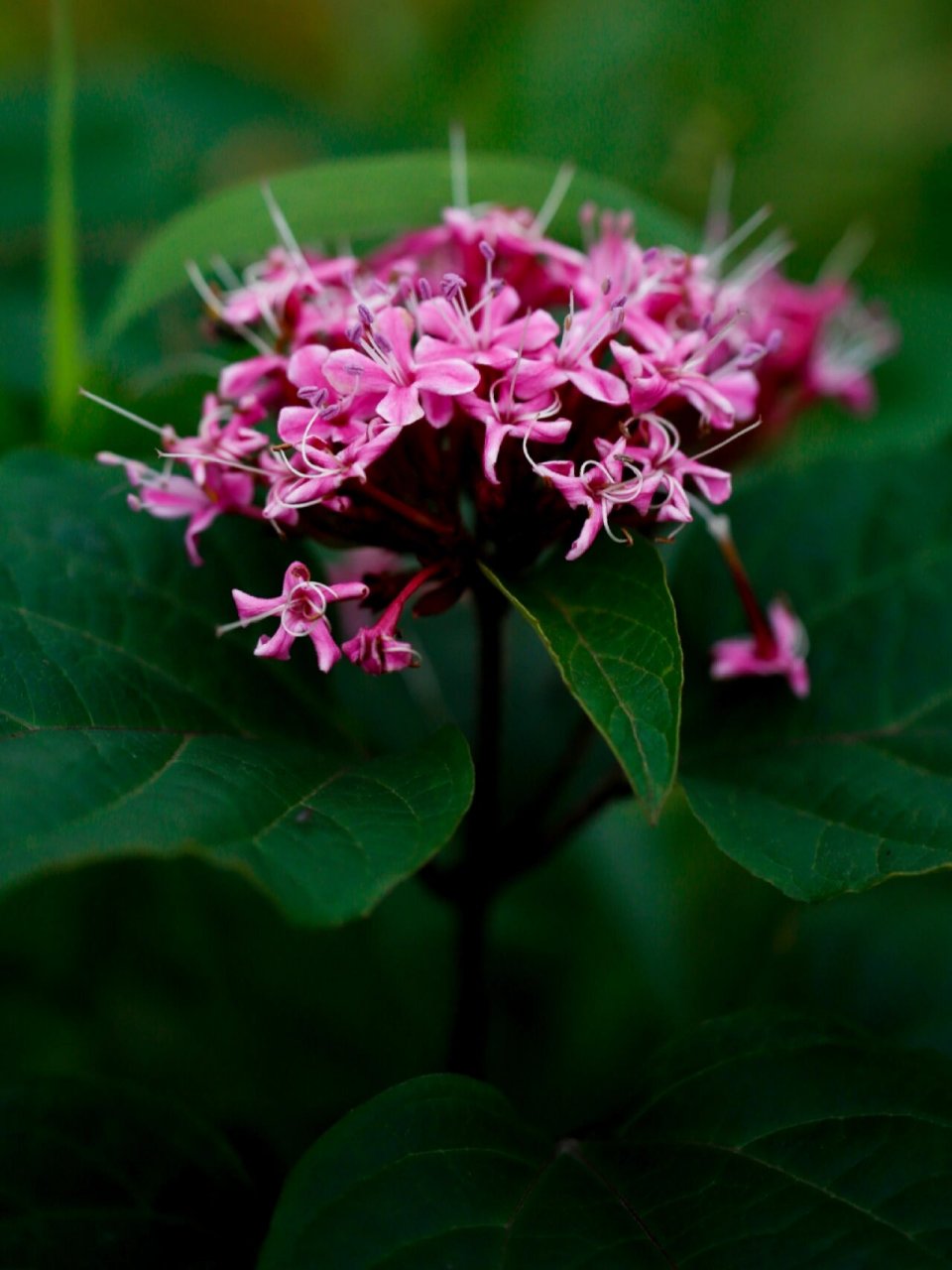 牛背山 成都平原 第52天 vol.52  臭牡丹 .