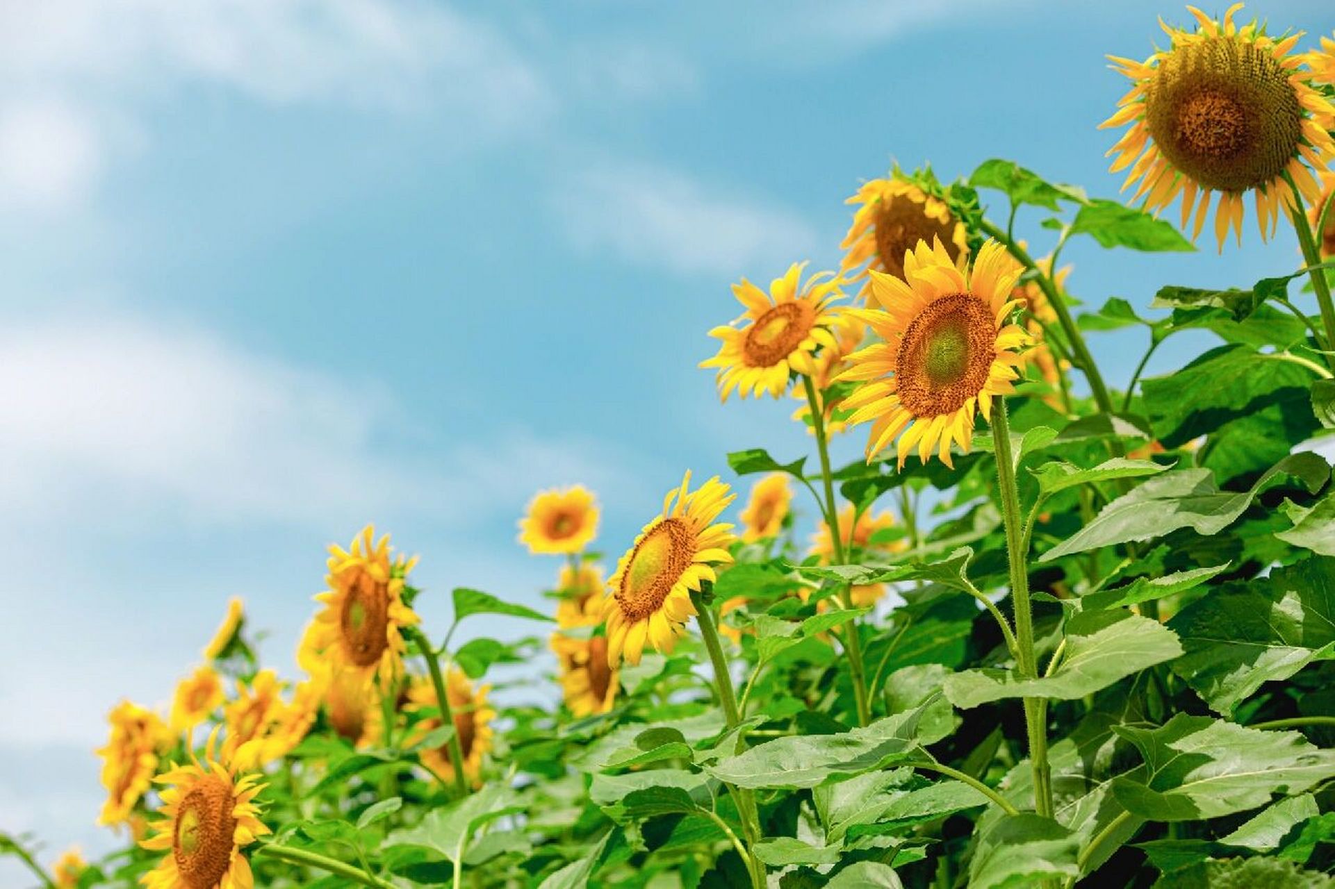 9797向日葵壁纸|正能量 好看的向日葵壁纸来咯～ 	 向日葵的花语