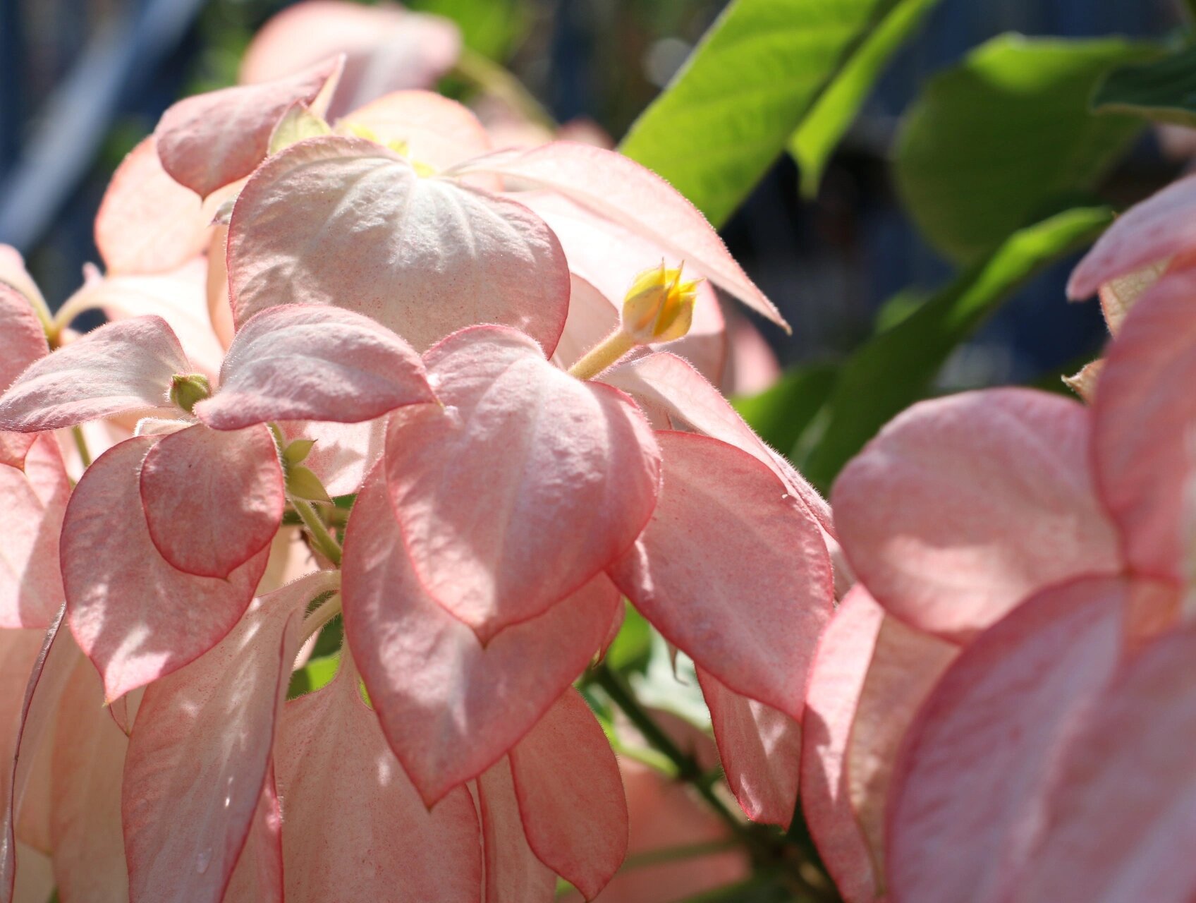 它真的是超长待机的南方花仙子!