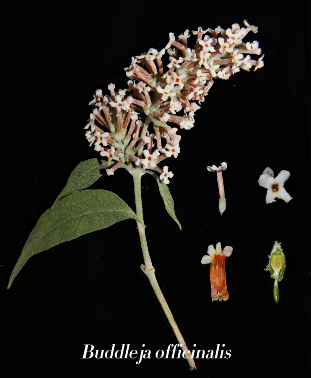 植物札记 ‖ 密蒙花 密蒙花 buddleja officinalis71 - 唇形目
