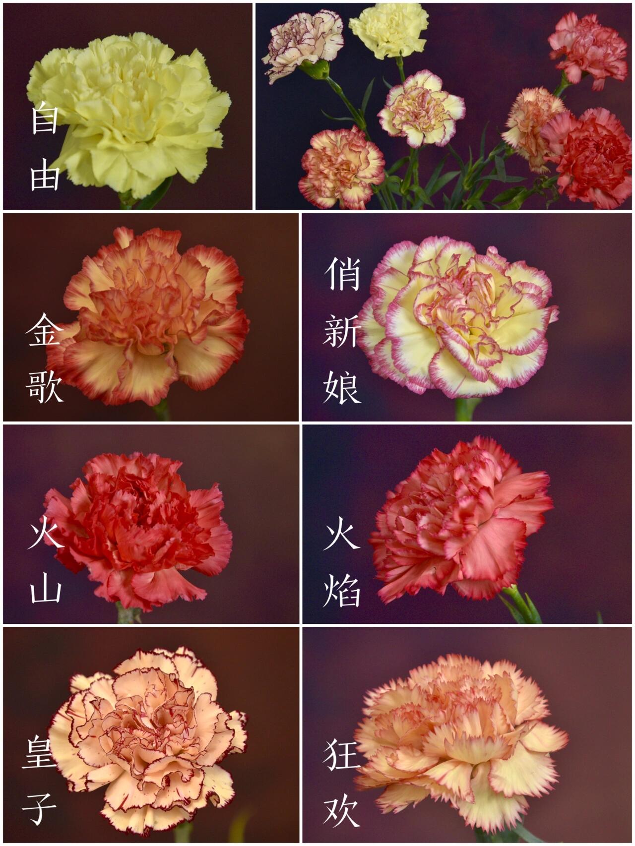 单头康乃馨品种大全|一招解决烂根水臭