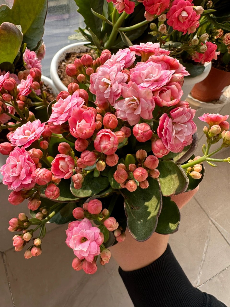 长寿花之鸳鸯锦 #长寿花# #长寿花的养护