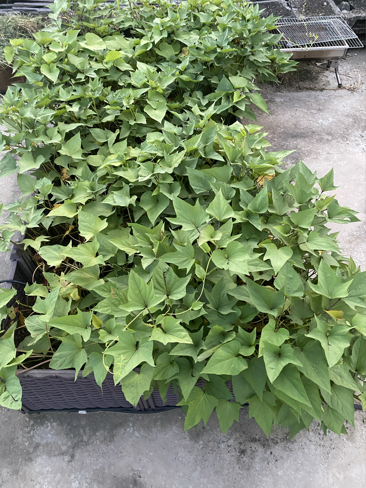 野生九层塔 九层塔超能长 被我剪了两波了 就是吃的很少吃不完呀 自生