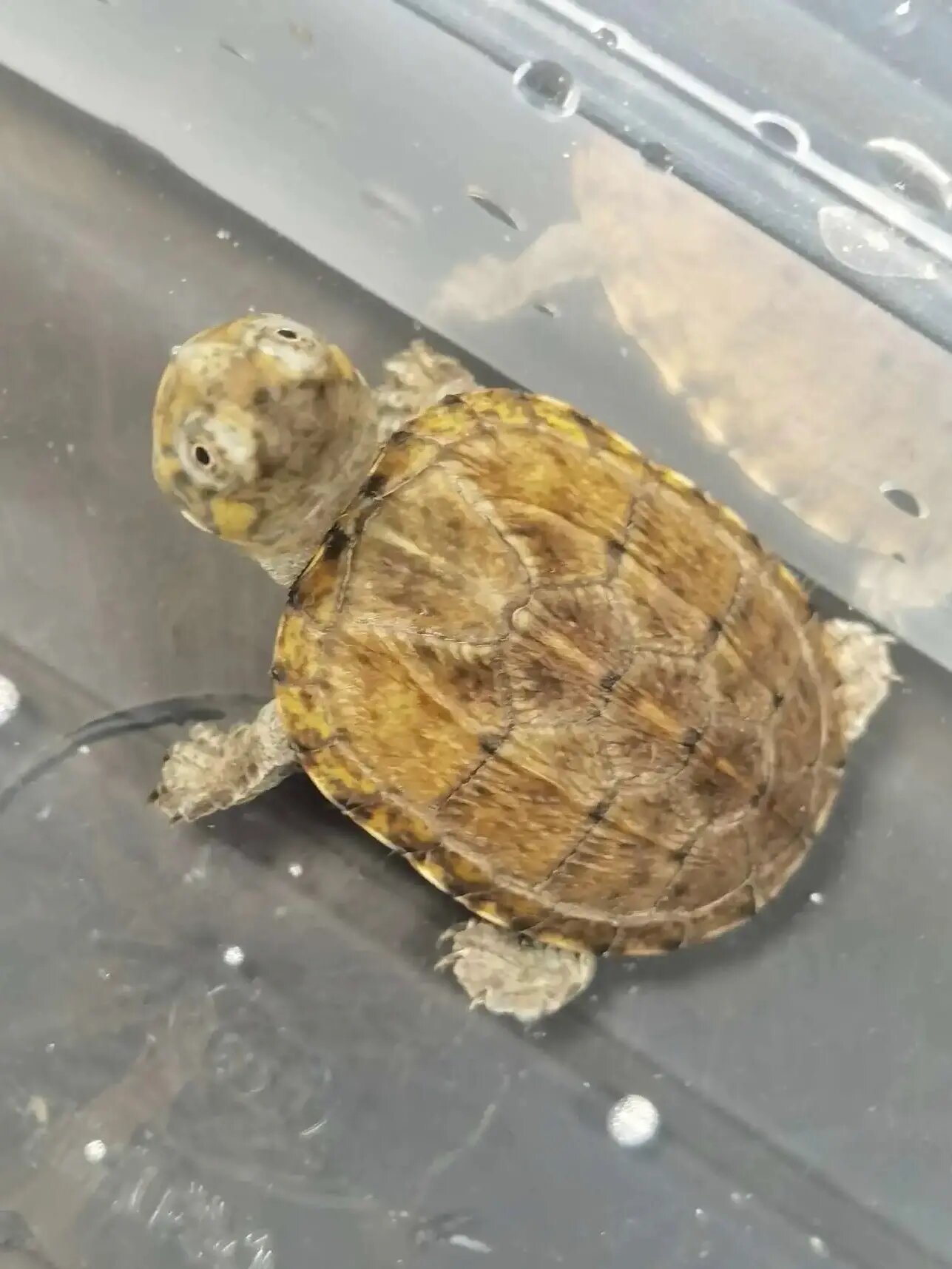 天花板瓦哈卡蛋龟苗子 稀有品种 高黄金甲❗️