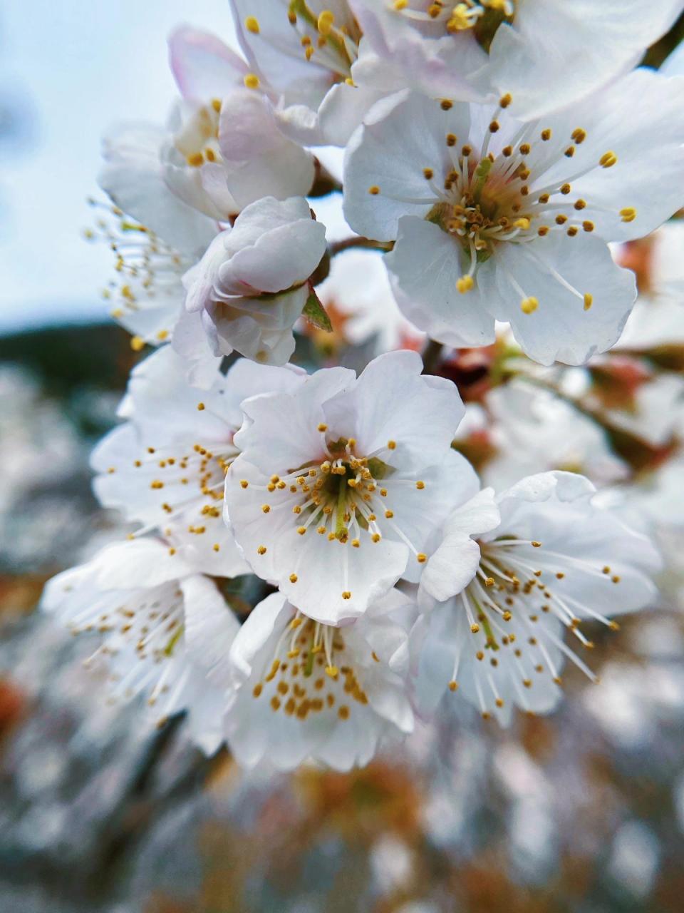 樱花和樱桃花图片