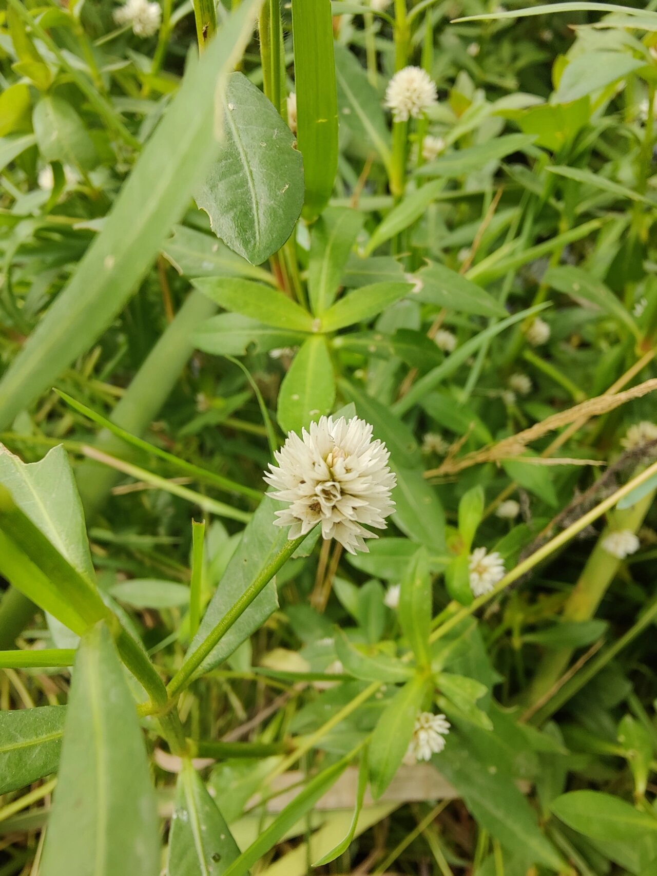 喜旱莲子草的别名图片