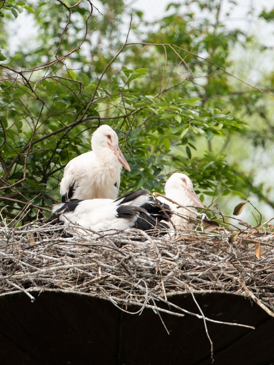 东方白鹳|毛茸茸胖乎乎的幼鸟 东方白鹳国家一级保护动物,濒危鸟类.