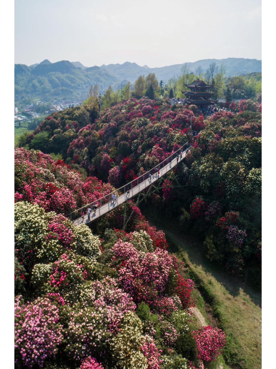 毕节市大方县百里杜鹃图片