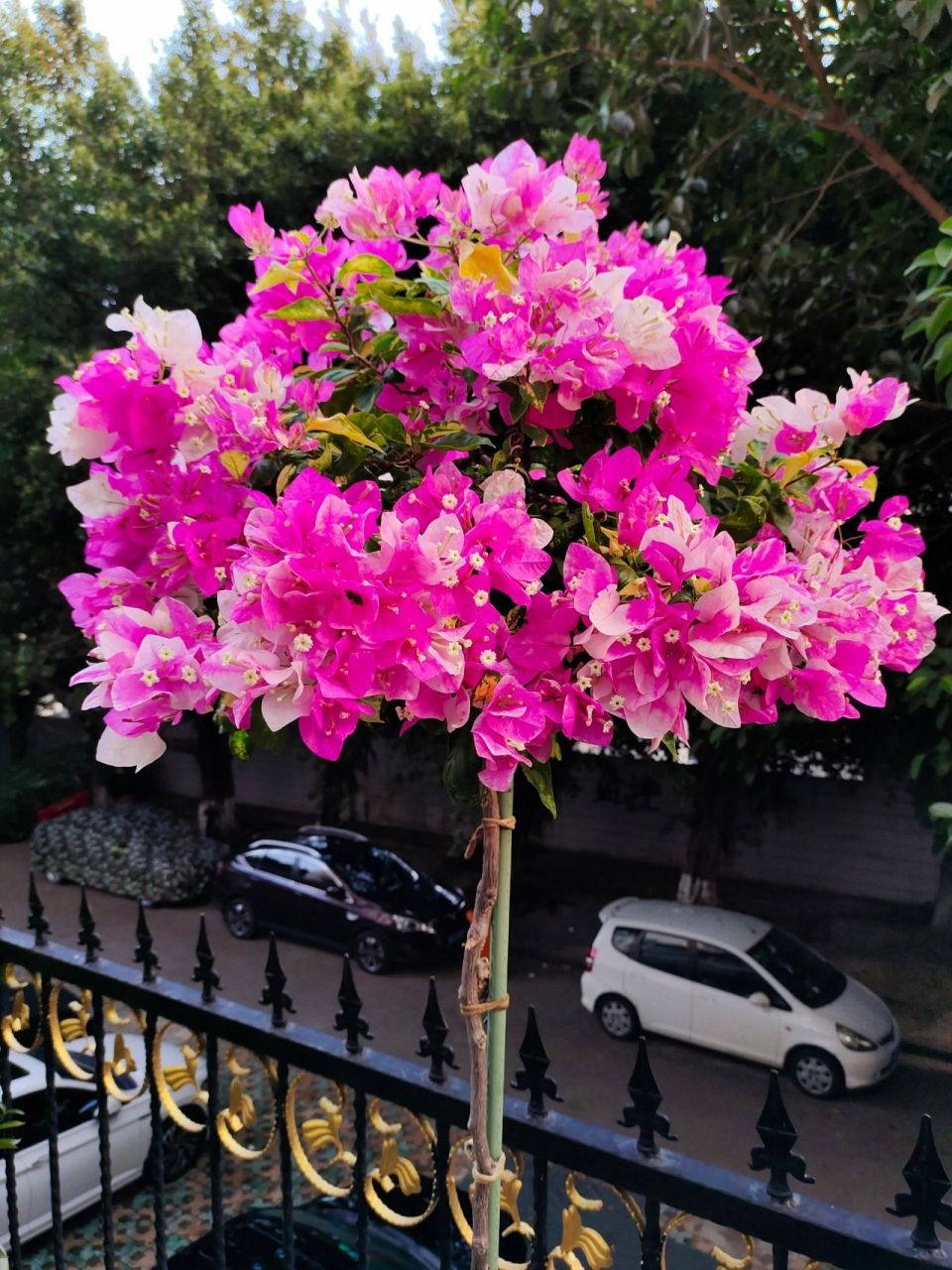 最美三角梅 | 斑红樱 三角梅中非常优秀的品种,不管在南方还是北方