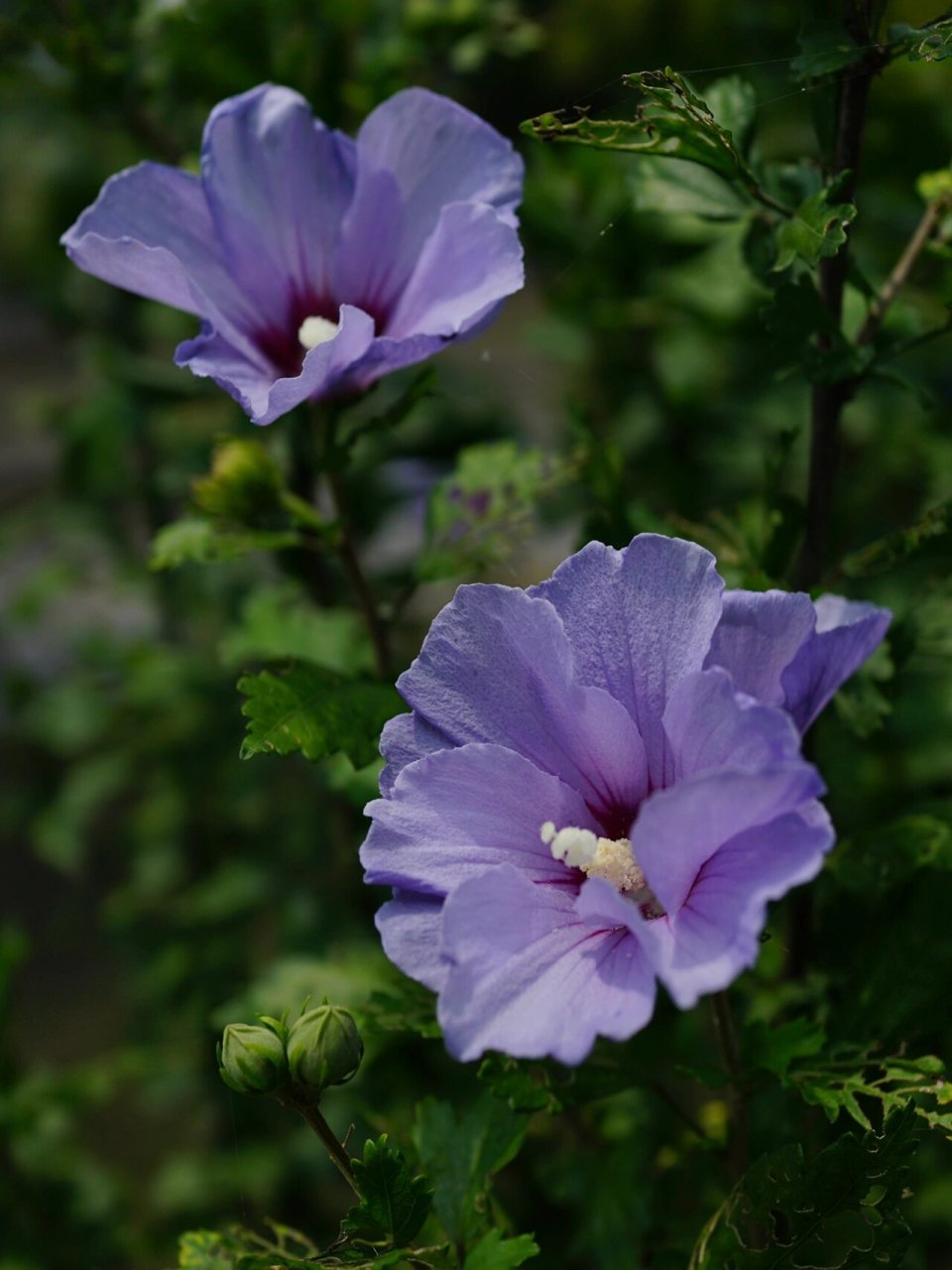 粉紫长苞木槿 木槿花 	 明/张以宁 	 朝昏看开落, 	 一笑小窗中.