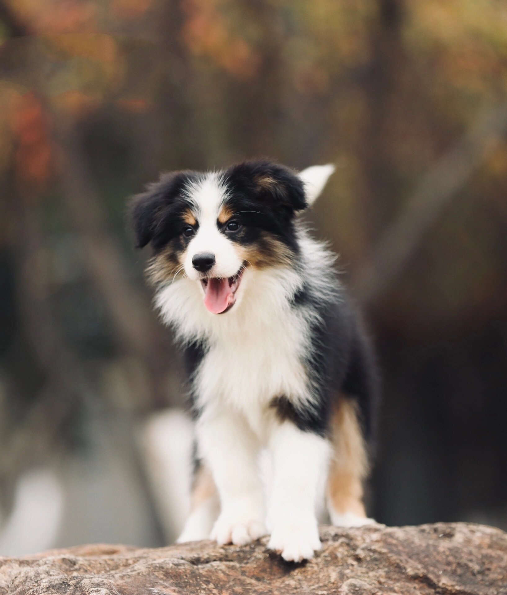 99新家哈尔滨的黑白三色边牧弟弟"板栗"