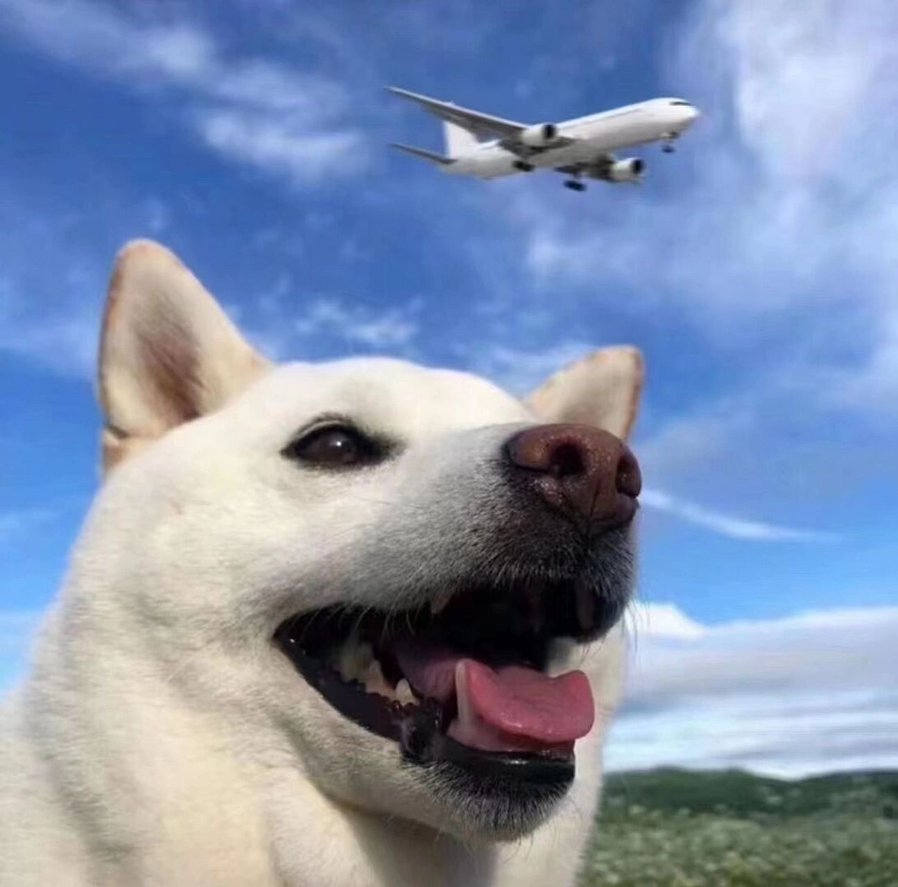 一期憨憨的动物头像啦 谁能拒绝可爱滴修勾呢