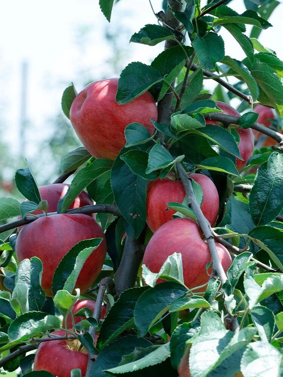 连续n年好评962022年云南昭通红露苹果96   最火爆最甜的云南昭通