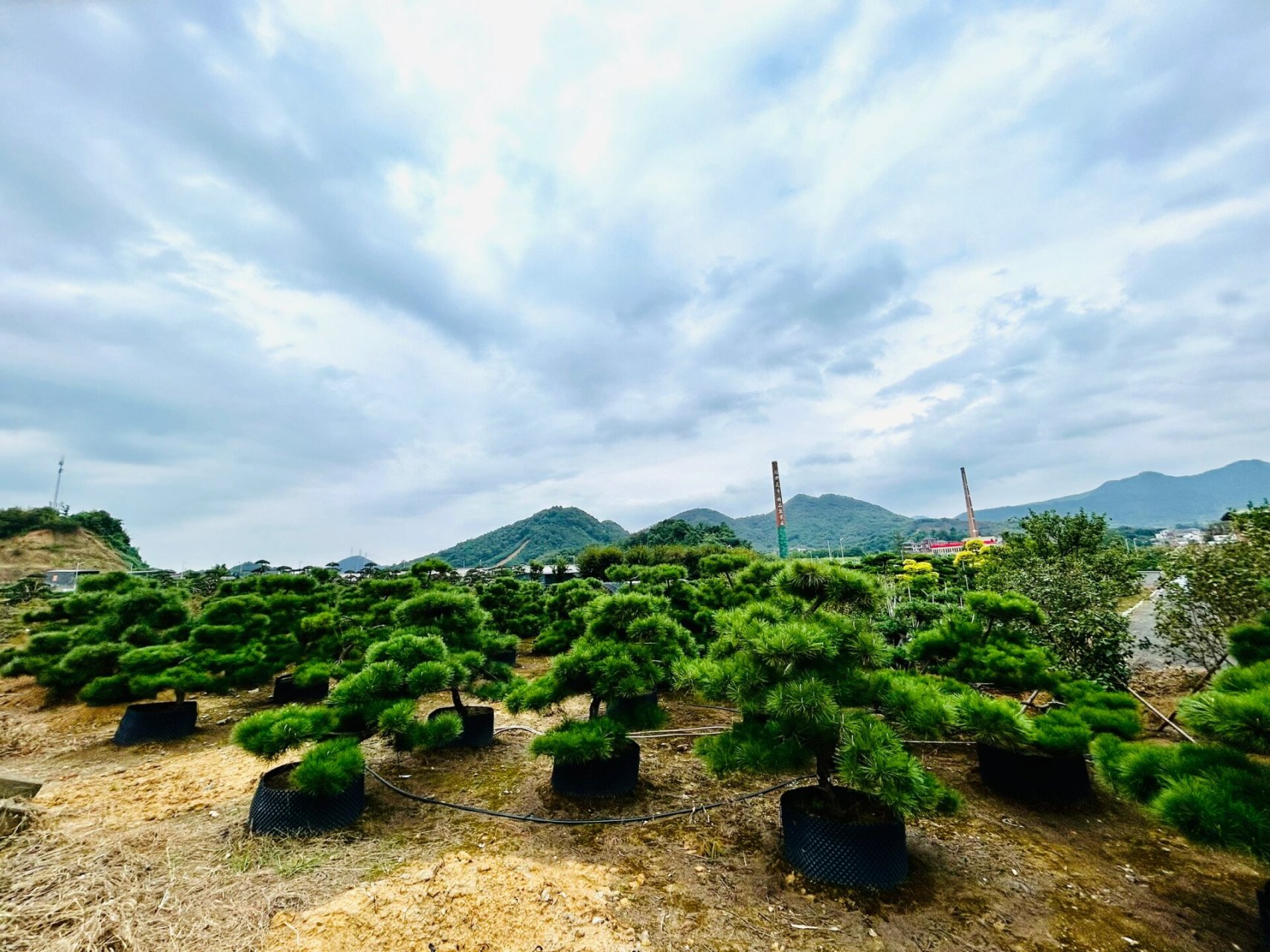 云南罗汉松基地图片