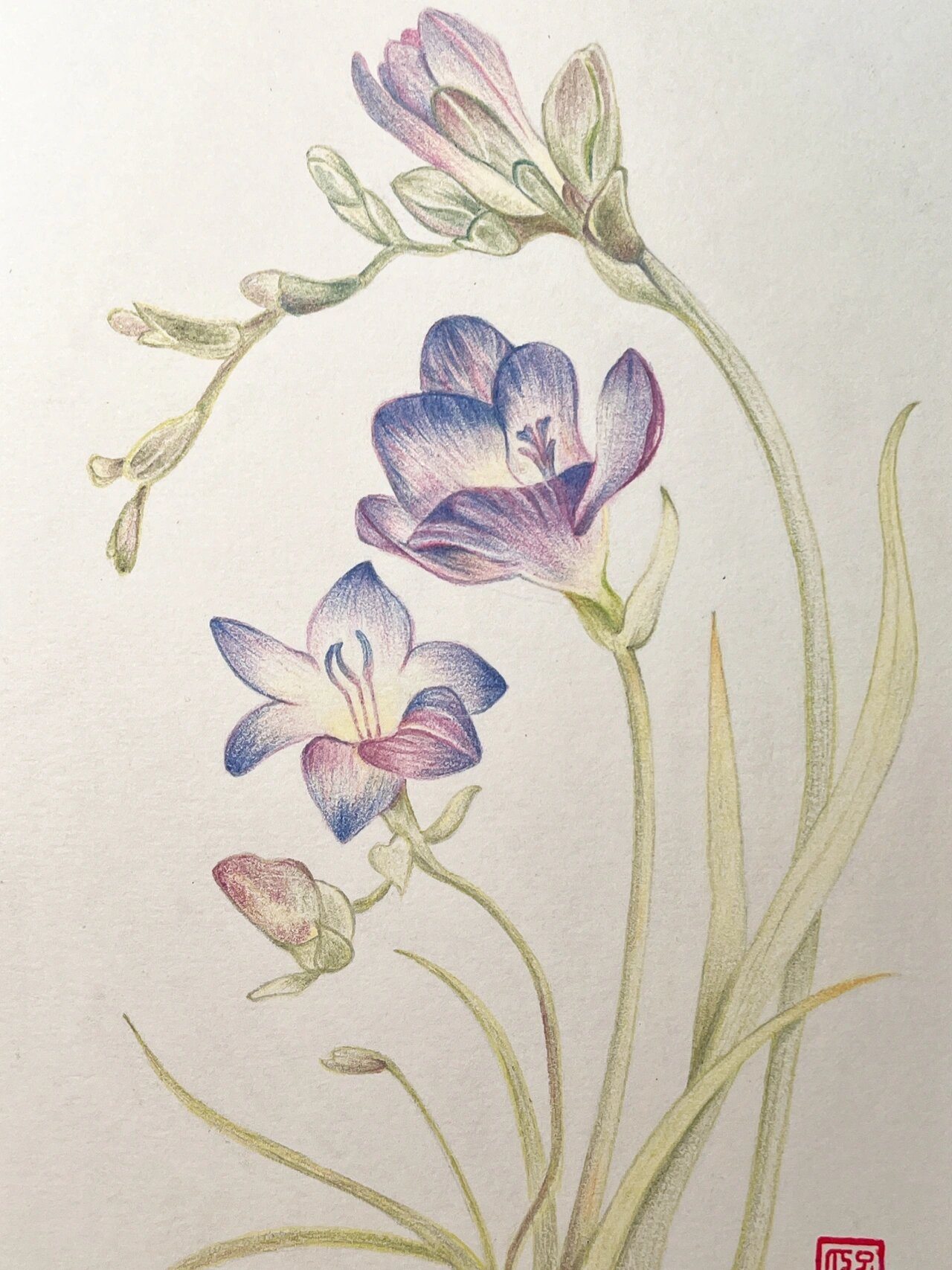 彩铅画#花卉合集