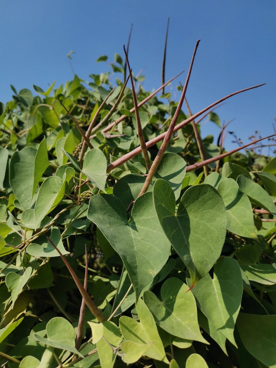 鹅绒藤——"羊奶角角" 拉丁名:cynanchum chinense 萝藦科 asclepiada