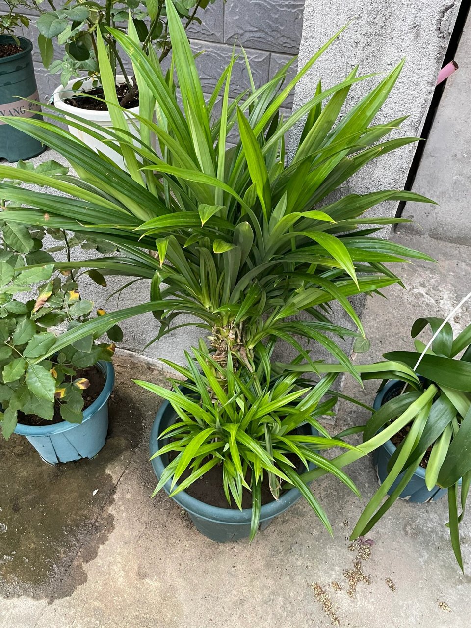 我的香兰树(斑斓树) 这颗香兰树是我最有虚荣心的植物之一,说实话,太