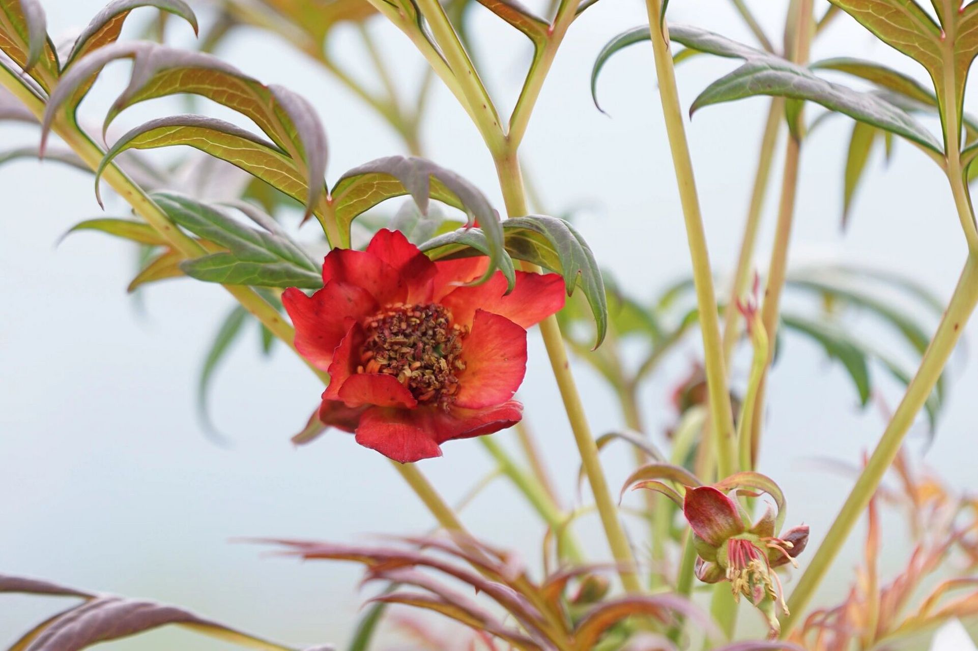 滇牡丹(说是药用价值更高) 人间四月天