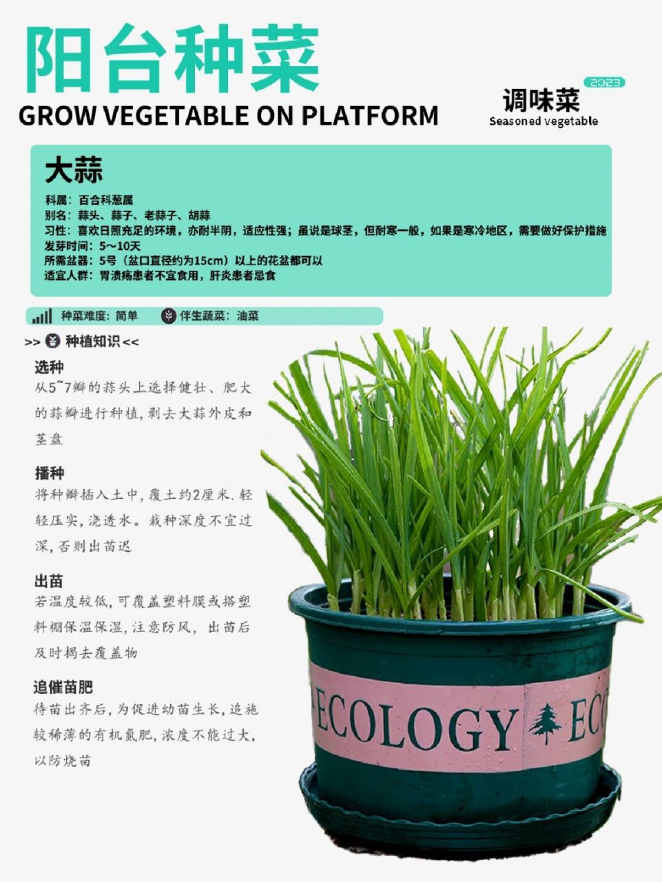 阳台种菜|大蒜种植攻略卡片!