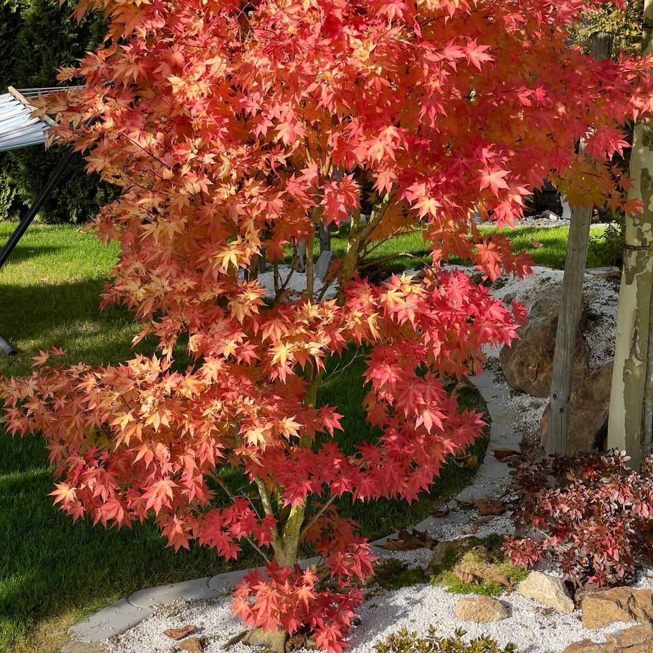 枫树品种|约旦 枫树品种:约旦 拉丁文:acer shirasawanum jordan