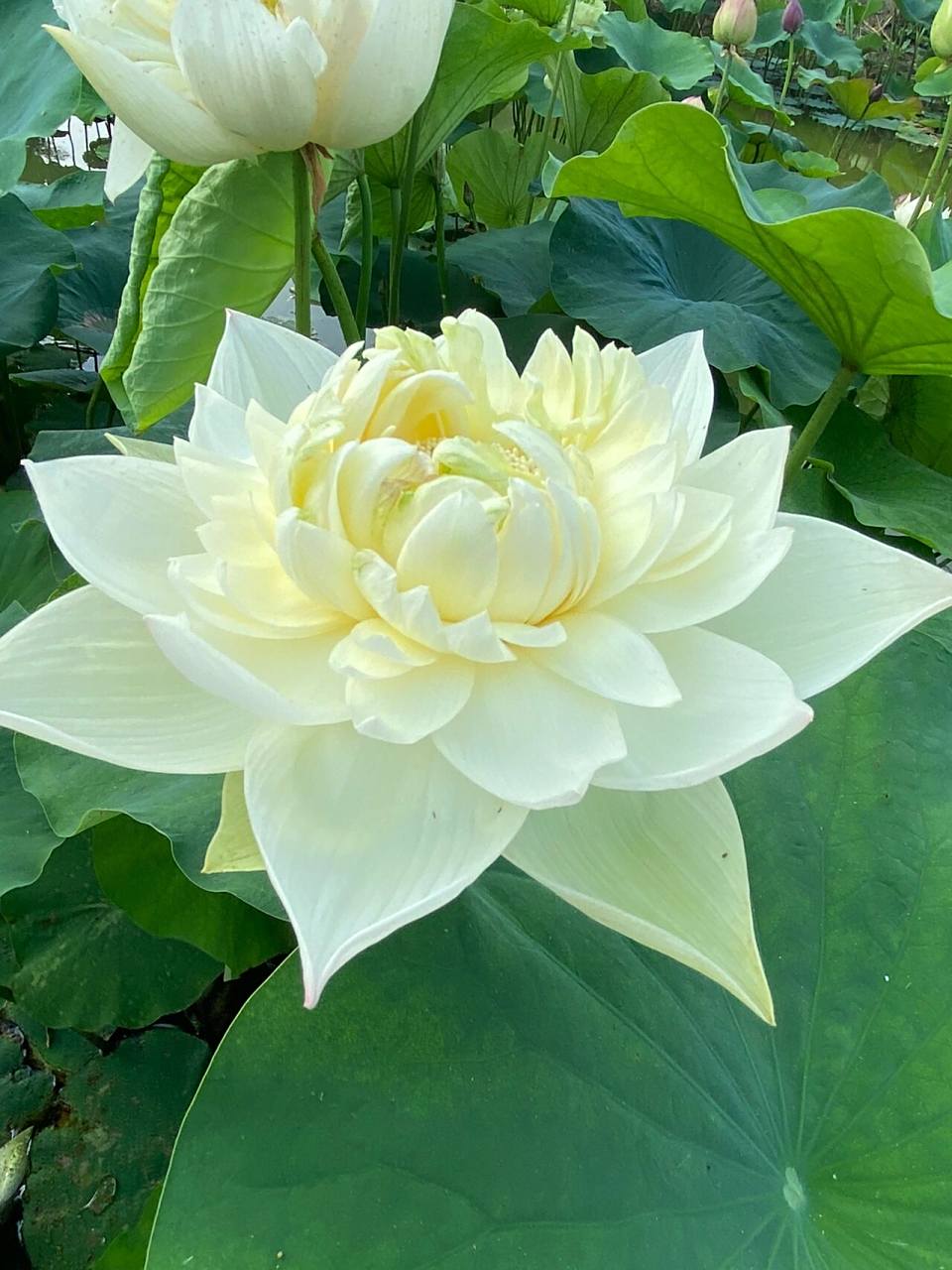 这款荷花的确自带仙气 属于一款丰花大花型品种