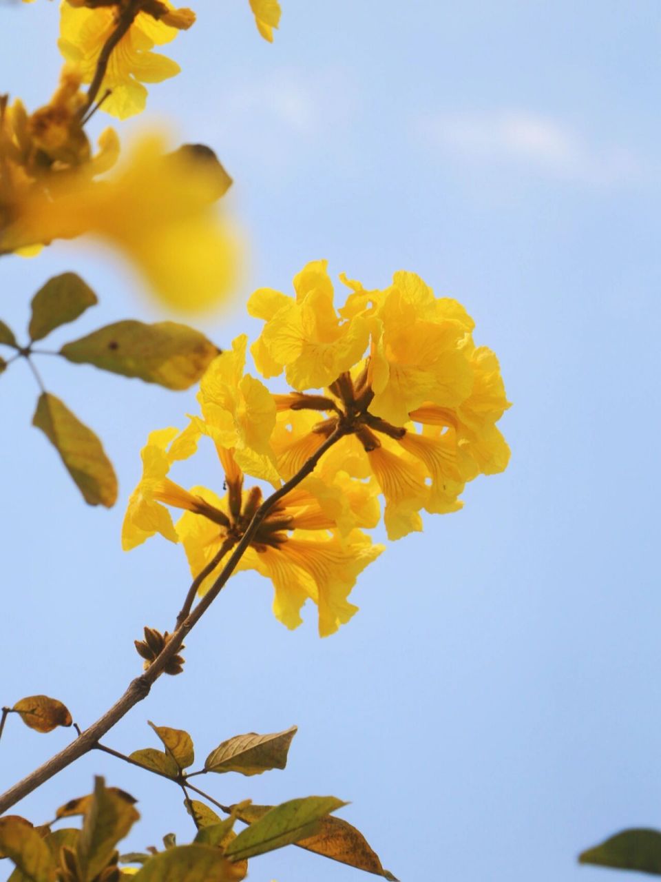 朋友圈分享|春日限定|98黄花风铃木| 黄花风铃木的花语是"感谢",愿