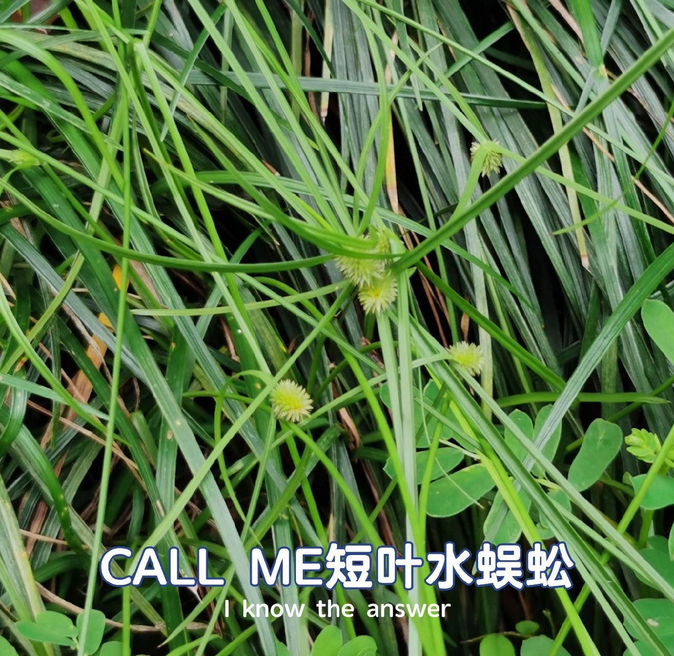 路边的野草系列(3)短叶水蜈蚣
