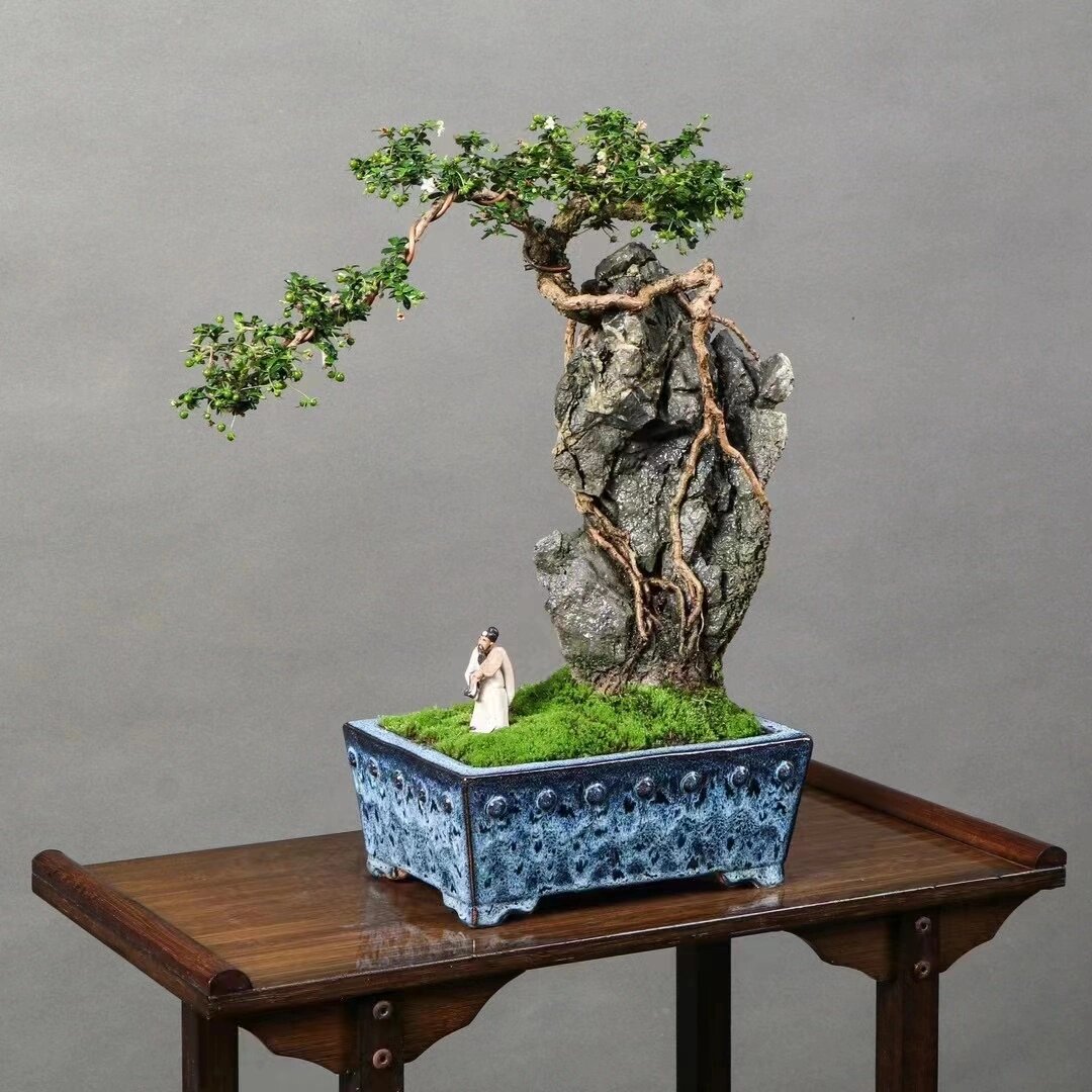 抱石小叶福建茶盆景,挂果,美如画!