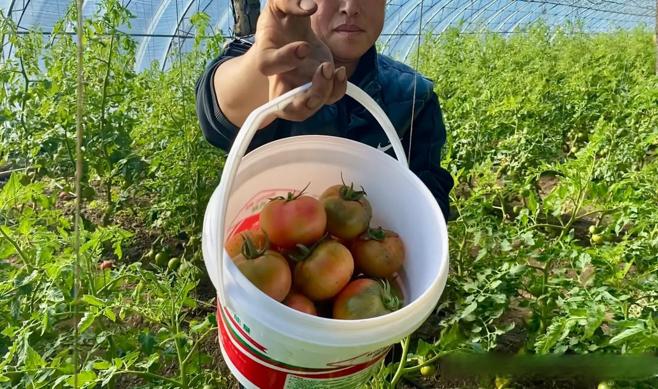 这种水果西红柿-学名纪香嘎啦果,真是西红柿味儿十足,尤其是头茬柿子