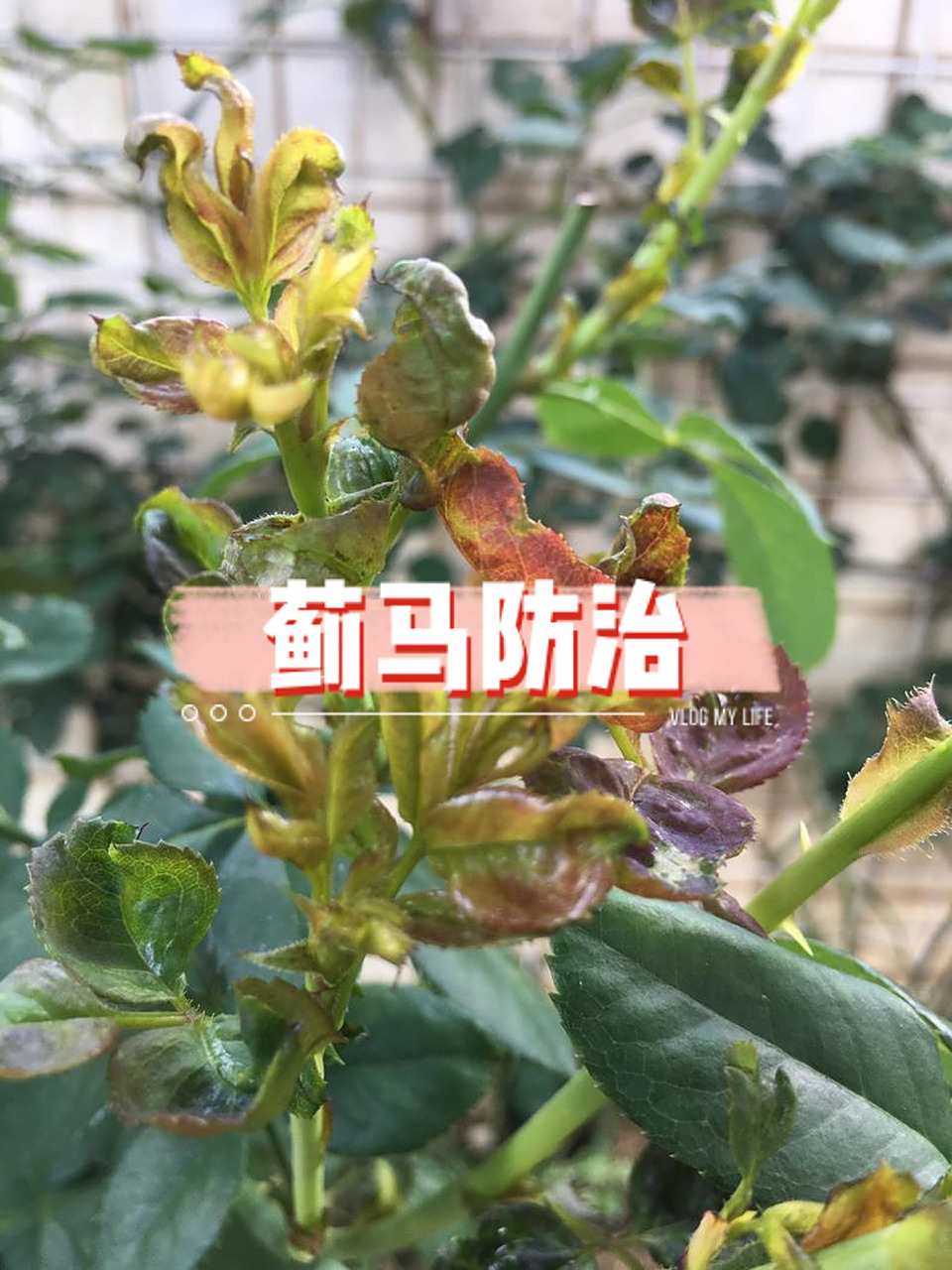 月季蓟马防治|挂黄板 篮板|药物治理 最近气温升高,各种病虫害也开始