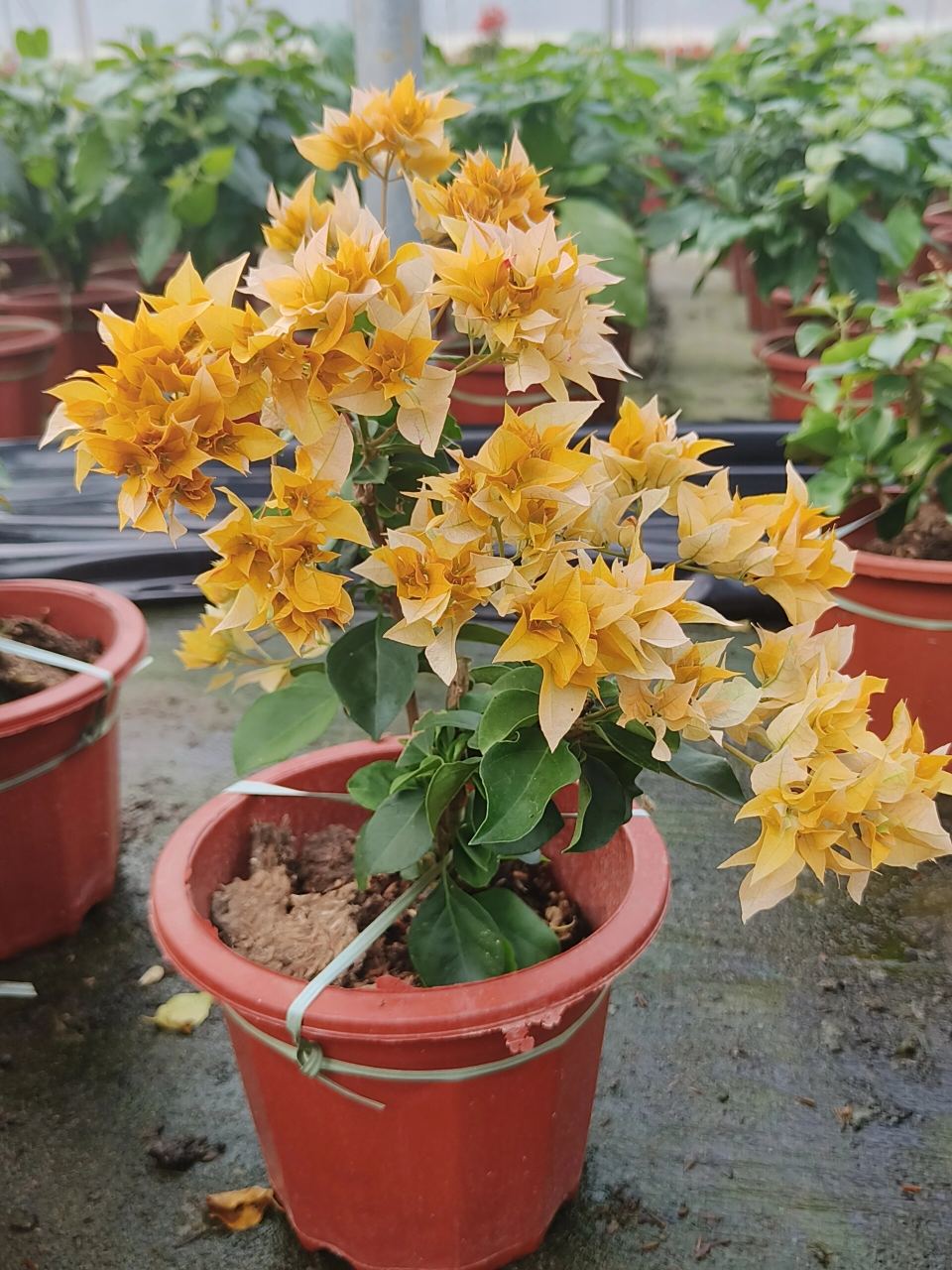 重瓣系列之重瓣黄~ 重瓣系列的三角梅真的开的好特别 重瓣黄一瓣一瓣