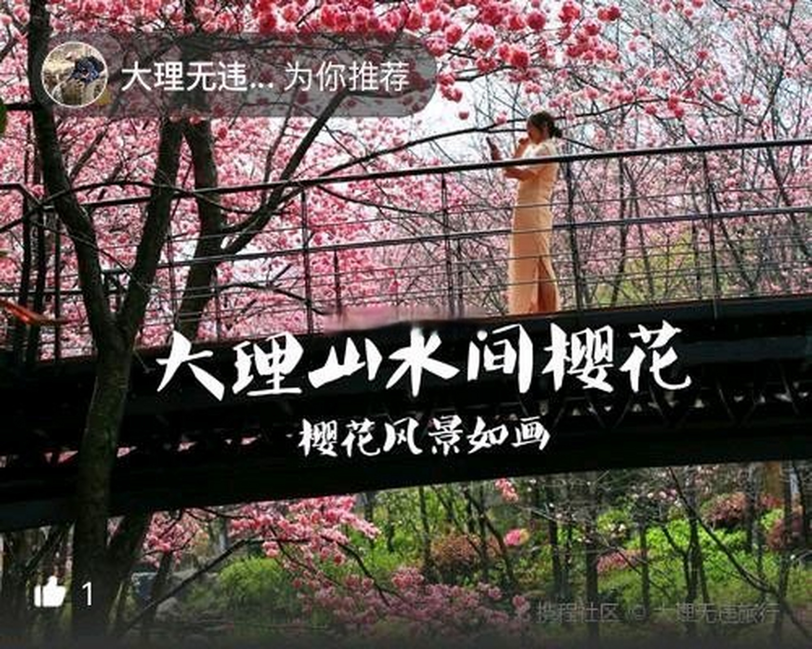 大理山水间|樱花旅游攻略!