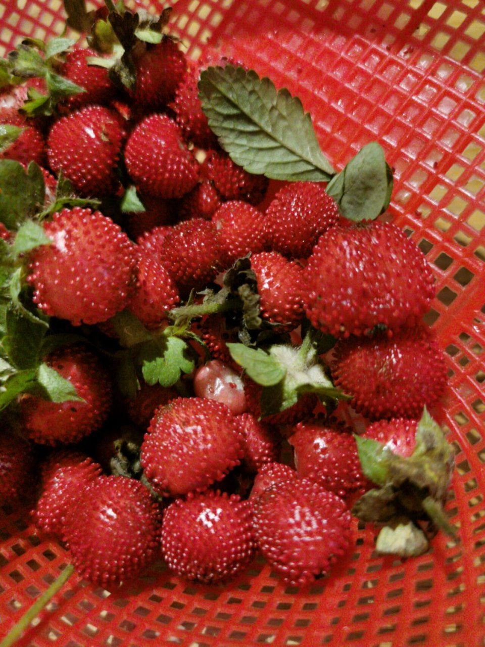 在公园逛的时候,在一小处地方看到红色的果子 想起妈妈说过的"pao子"