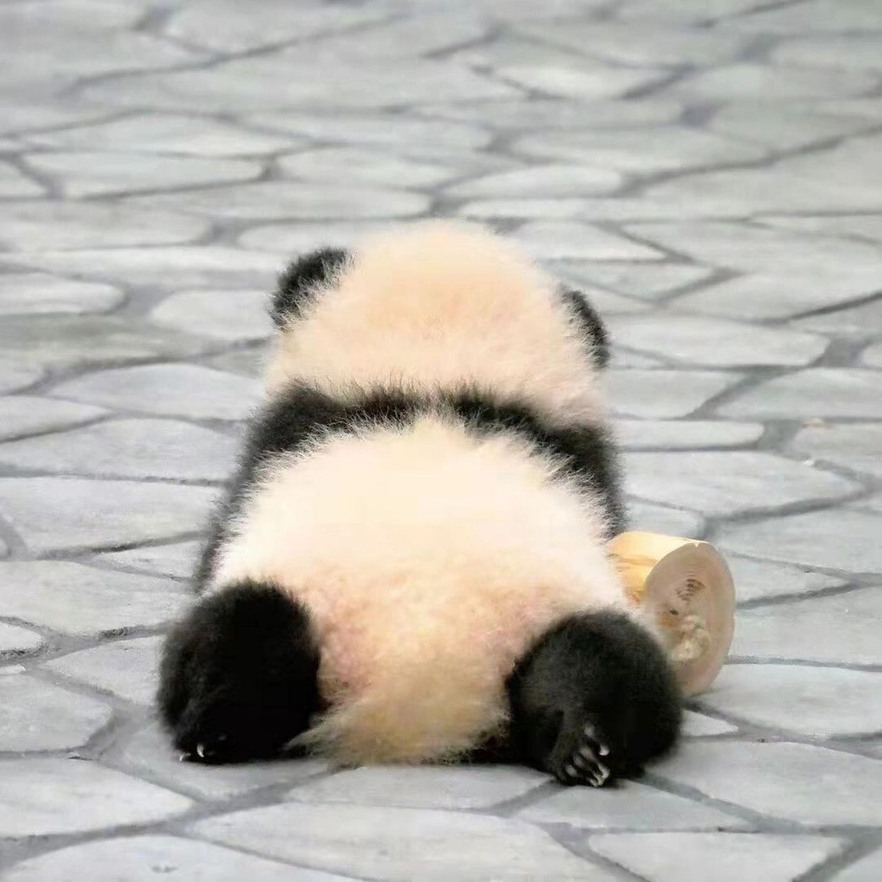 一组熊猫头像 最近感觉头好痒 不会是要长脑子了吧