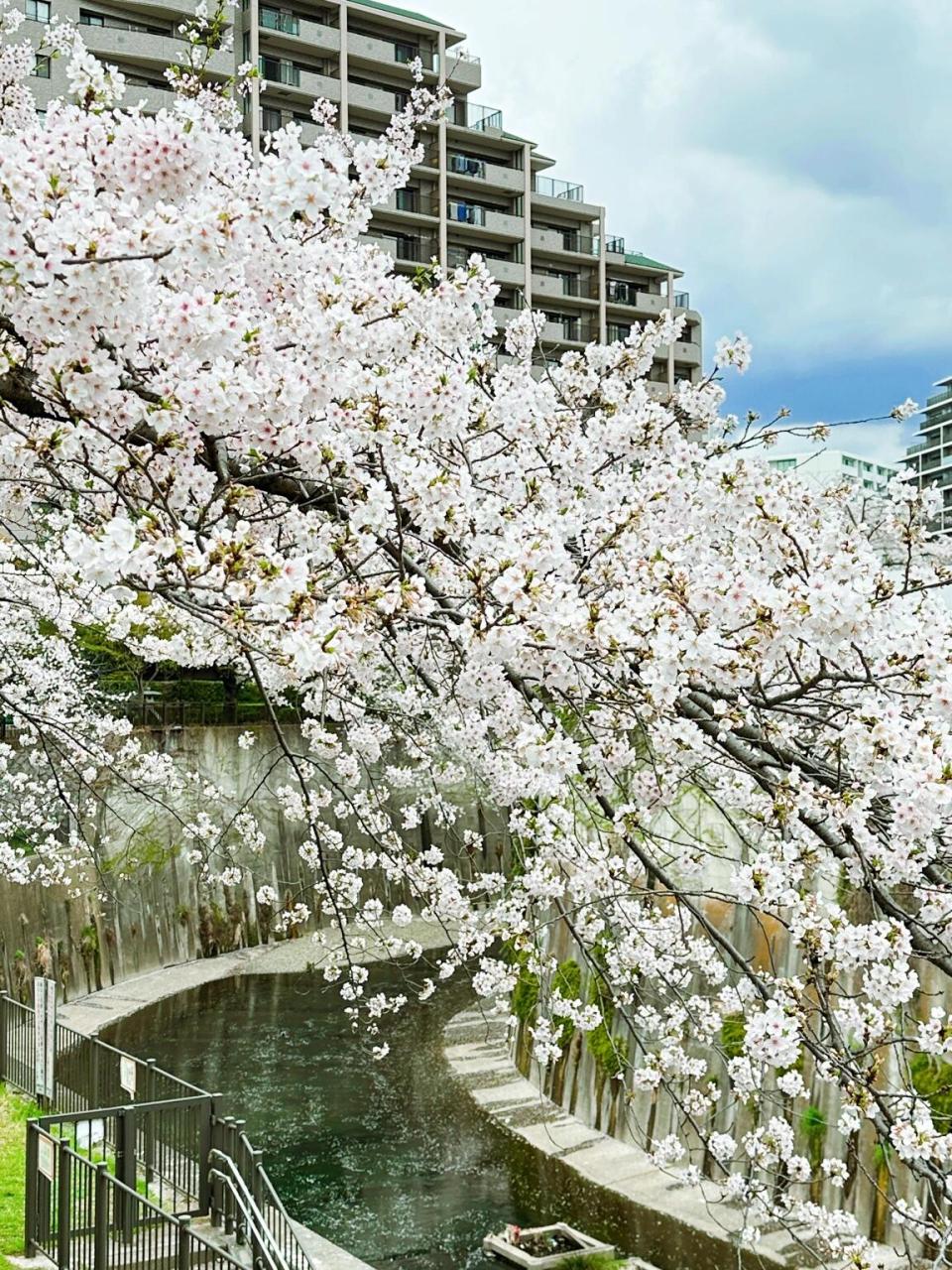 不去目黑川不去千鸟渊去冷门地看樱吹雪 #樱花季#  #樱花雨#  #春日