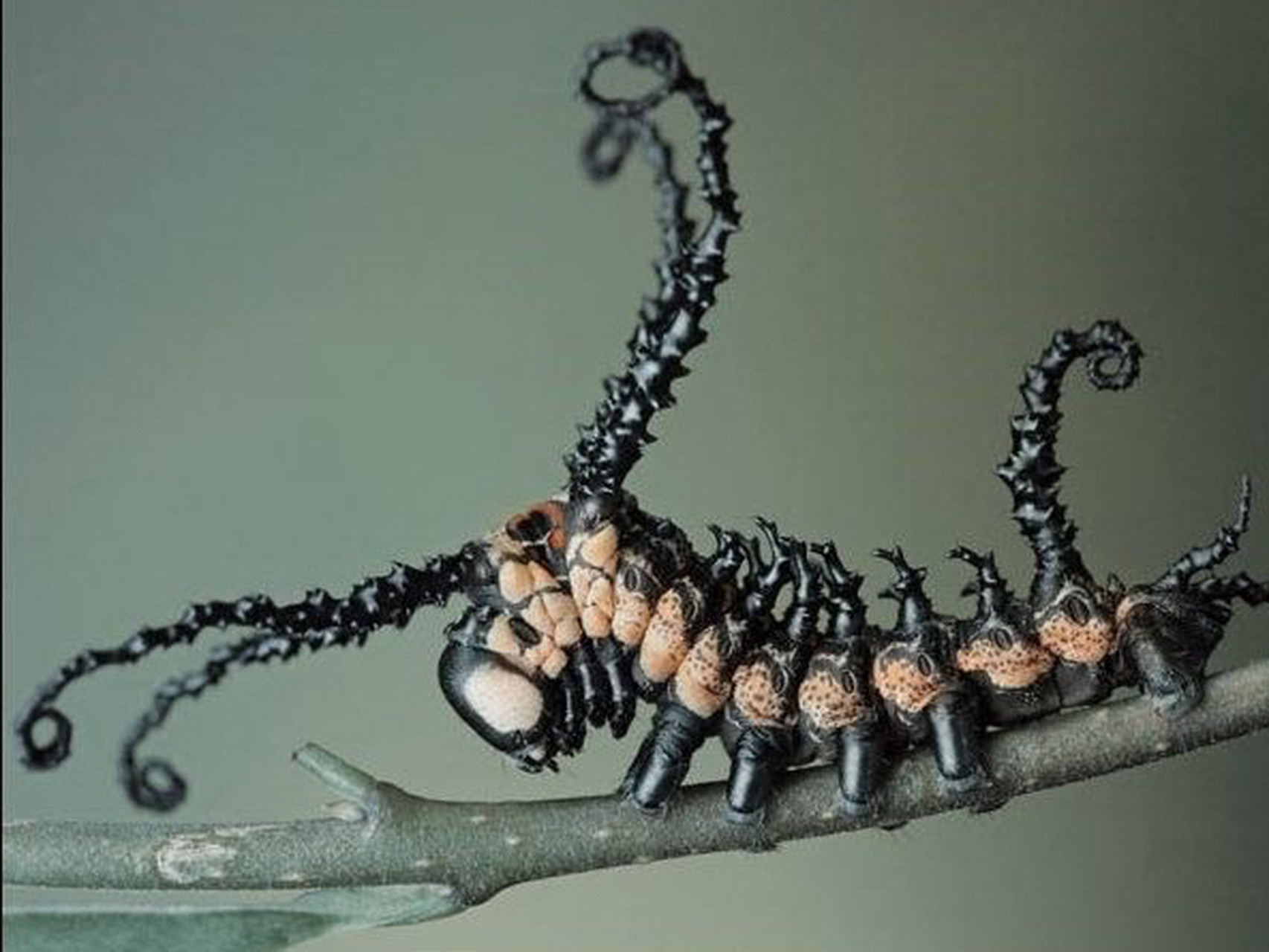 图一是一个经常被问到的鳞翅目幼虫,它们是【箩纹蛾brahmaeidae】 别