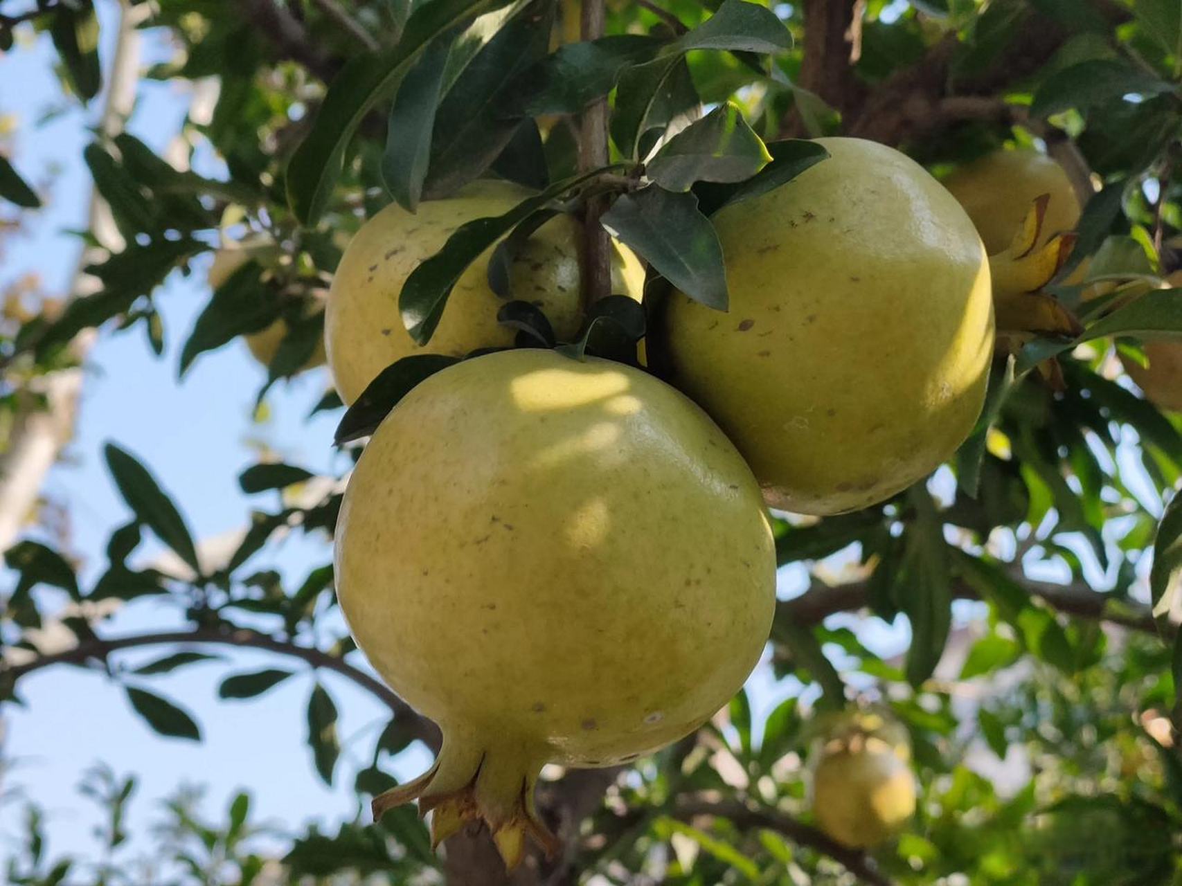 山西临汾曾经是黄土高原上的花果城,每到秋季,大街上果实累累,是一道