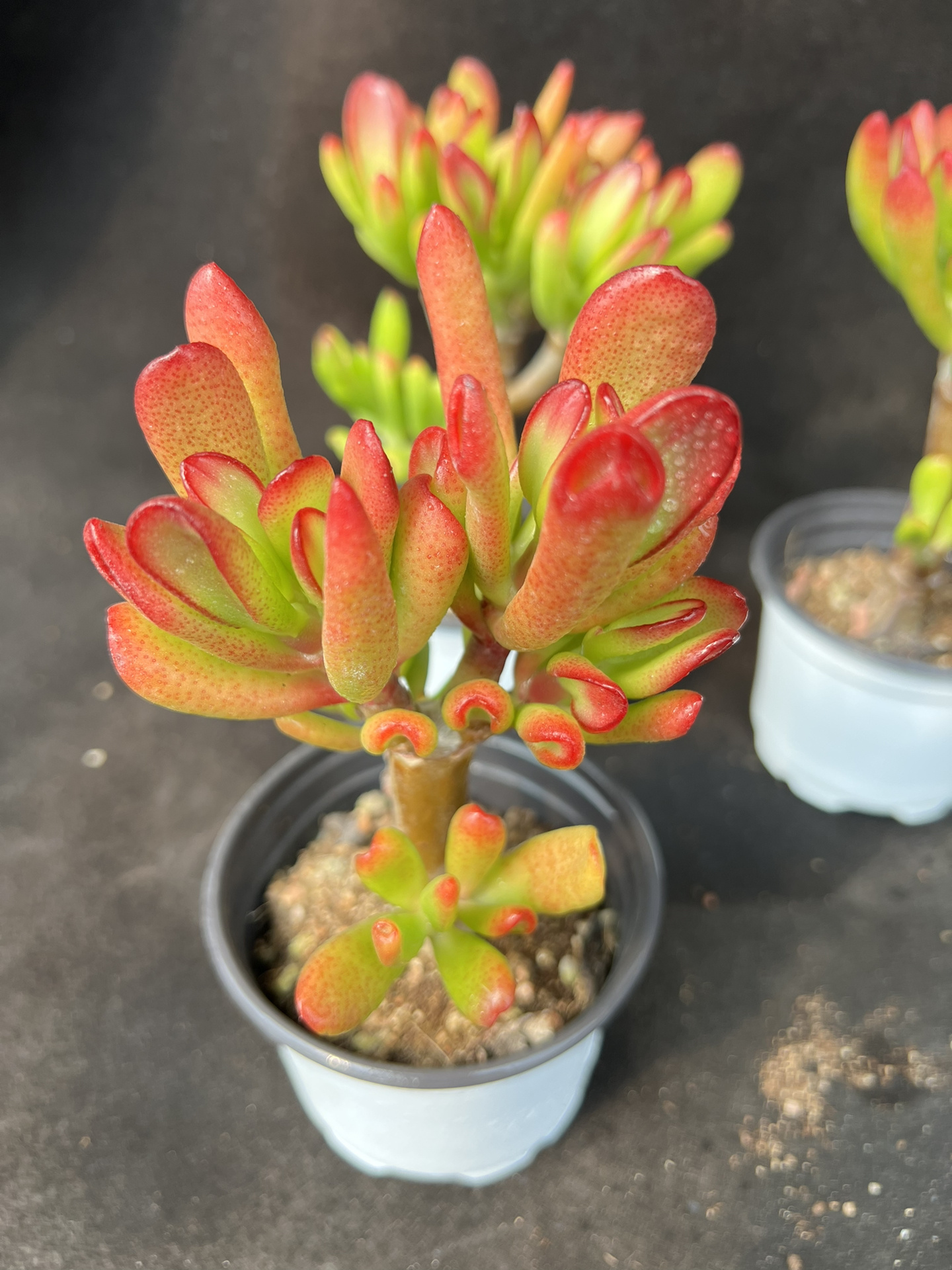 ☀️每天认识一款多肉✅|招财猫吸财树