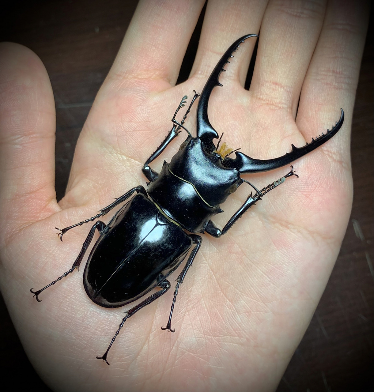 标本分享-孔夫子锯锹甲～ prosopocoilus confucius 孔夫子锯锹,号称