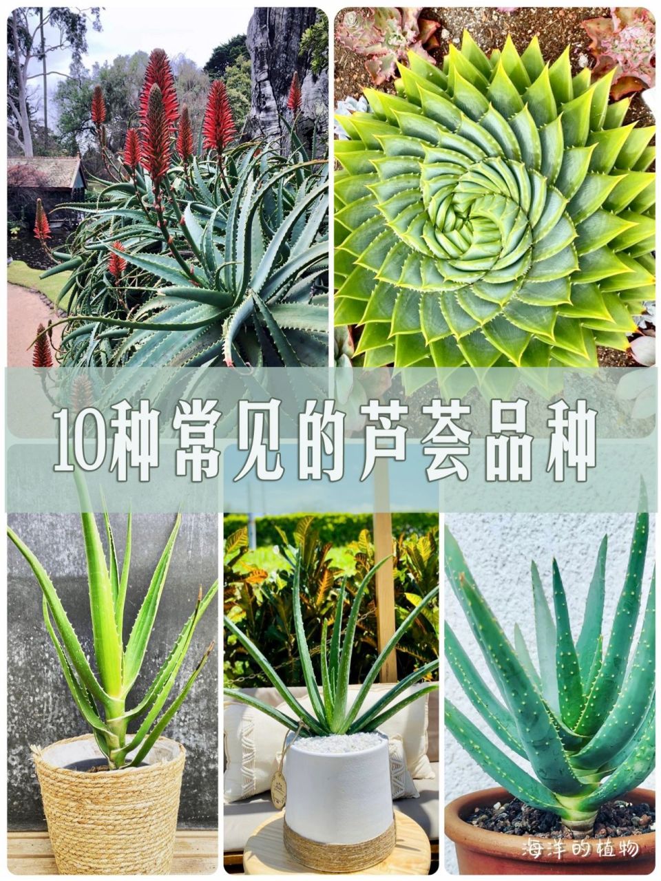 芦荟品种介绍图片